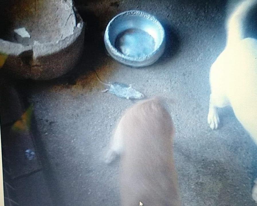 Ex-funcionários denunciam maus tratos a animais na ONG Consciência Animal